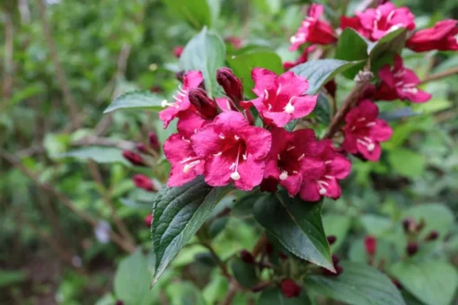 2 Pink Weigela Shrubs Trees Beautiful Bright Pink Red Blooms 2-3 ft Tall