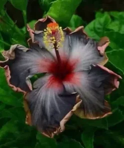 20 Black Pink Purple Hibiscus Seeds for Planting Hibiscus Flowers Plant Flower Seed Perennial Bloom