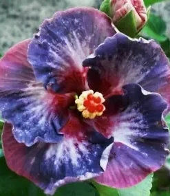 20 Blue Pink Purple Hibiscus Seeds for Planting Hibiscus Flowers Plant Flower Seed Perennial