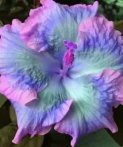 20 Blue Pink Purple Hibiscus Seeds for Planting Hibiscus Flowers Plant Flower Seed Perennial Bloom