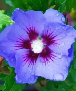 20 Blue Purple Hibiscus Seeds for Planting Hibiscus Flowers Plant Flower Seed Perennial Bloom