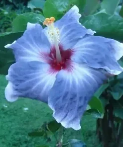 20 Blue Silver Hibiscus Seeds for Planting Hibiscus Flowers Plant Flower Seed Perennial Bloom