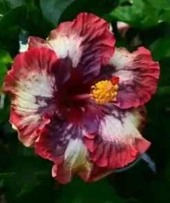 20 Cream Pink Hibiscus Seeds for Planting Hibiscus Flowers Plant Flower Seed Perennial Bloom