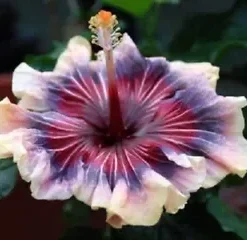 20 Cream Pink Purple Hibiscus Seeds for Planting Hibiscus Flowers Plant Flower Seed Perennial Bloom