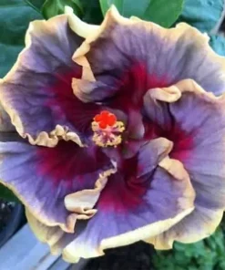 20 Cream Purple Pink Hibiscus Seeds for Planting Hibiscus Flowers Plant Flower Seed Perennial Bloom