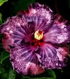 20 Dark Purple Pink Hibiscus Seeds for Planting Hibiscus Flowers Plant Flower Seed Perennial Bloom