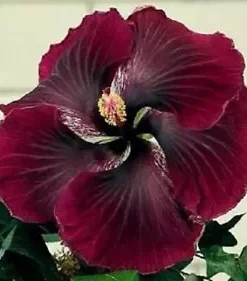 20 Dark Red Black Hibiscus Seeds for Planting Hibiscus Flowers Plant Flower Seed Perennial Bloom