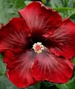 20 Dark Red Hibiscus Seeds for Planting Hibiscus Flowers Plant Perennial Flower Seed Bloom