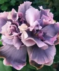 20 Double Gray Purple Hibiscus Seeds for Planting Hibiscus Flowers Plant Flower Seed Perennial Bloom