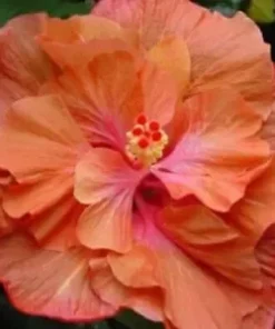 20 Double Orange Pink Hibiscus Seeds for Planting Hibiscus Flowers Plant Flower Seed Perennial Bloom