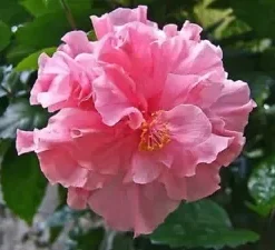 20 Double Pink Hibiscus Seeds for Planting Perennial Hardy Flower Garden Exotic Seed