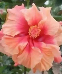 20 Double Pink Orange Hibiscus Seeds for Planting Hibiscus Flowers Plant Flower Seed Perennial