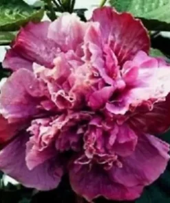 20 Double Pink Purple Hibiscus Seeds for Planting Hibiscus Flowers Plant Flower Seed Perennial Bloom