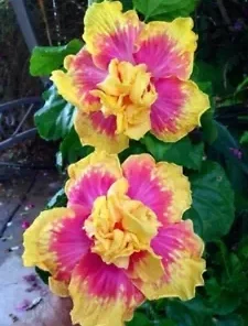 20 Double Pink Yellow Hibiscus Seeds for Planting Hardy Flower Garden Exotic Perennial