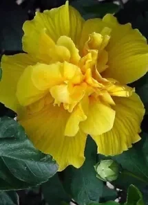 20 Double Yellow Hibiscus Seeds for Planting Hibiscus Flowers Plant Seed Perennial Flower Garden Exotic