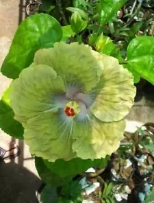 20 Green Hibiscus Seeds for Planting Hibiscus Flowers Plant Flower Seed Perennial Bloom