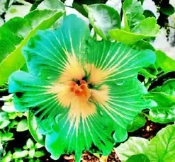 20 Green Yellow Hibiscus Seeds for Planting Hibiscus Flowers Plant Perennial Flower Garden Seed