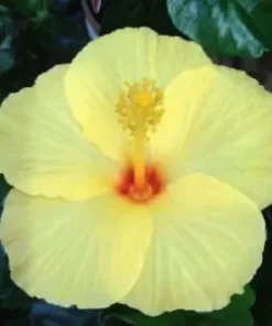 20 Light Yellow Hibiscus Seeds for Planting Hibiscus Flowers Plant Flower Seed Perennial Bloom