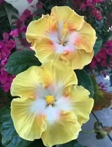 20 Light Yellow White Hibiscus Seeds for Planting Hibiscus Flowers Plant Flower Seed Perennial Bloom