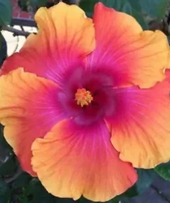 20 Orange Pink Hibiscus Seeds for Planting Hibiscus Flowers Plant Flower Seeds Perennial Bloom