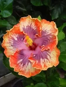 20 Orange Purple Hibiscus Seeds for Planting Hibiscus Flowers Plant Perennial Flower Seed Bloom