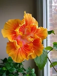 20 Orange Yellow Hibiscus Seeds for Planting Hibiscus Flowers Plant Flower Seed Perennial Bloom