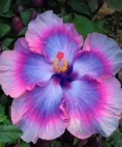 20 Pink Blue Hibiscus Seeds for Planting Hibiscus Flowers Plant Flower Seed Perennial Bloom