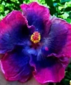 20 Pink Blue Hibiscus Seeds for Planting Hibiscus Flowers Plant Flower Seed Perennial Tropical