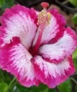 20 Pink Hibiscus Seeds for Planting Hibiscus Flowers Plant Flower Seed Perennial Shrub Tree