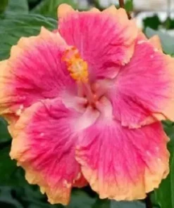 20 Pink Orange Hibiscus Seeds for Planting Hibiscus Flowers Plant Flower Seed Perennial Bloom Tropical