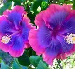 20 Pink Purple Blue Hibiscus Seeds for Planting Hibiscus Flowers Plant Flower Seed Perennial Bloom