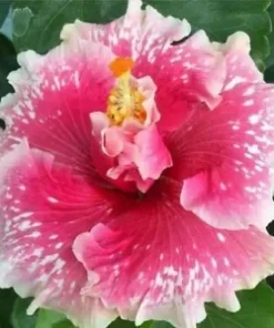 20 Pink White Hibiscus Seeds for Planting Hibiscus Flowers Plant Flower Seed Perennial Bloom