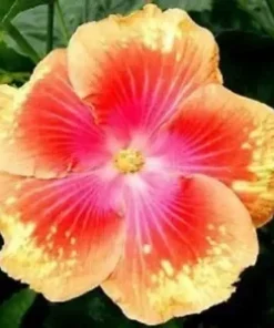 20 Pink Yellow Hibiscus Seeds for Planting Hibiscus Flowers Plant Flower Seed Perennial Bloom