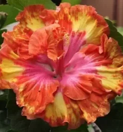 20 Pink Yellow Orange Hibiscus Seeds for Planting Hibiscus Flowers Plant Flower Seed Perennial