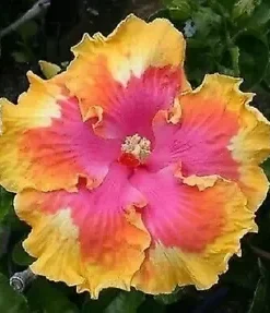 20 Pink Yellow Orange Hibiscus Seeds for Planting Hibiscus Flowers Plant Flower Seed Perennial Bloom