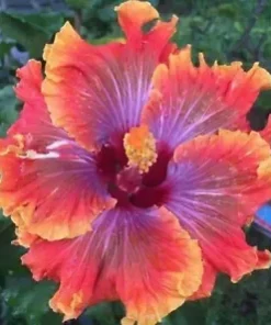 20 Purple Orange Pink Hibiscus Seeds for Planting Hibiscus Flowers Plant Flower Seed Perennial Bloom