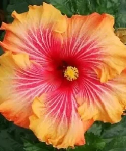 20 Red Yellow Orange Hibiscus Seeds for Planting Hibiscus Flowers Plant Flower Seed Perennial Bloom