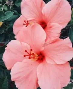 20 Salmon Pink Hibiscus Seeds for Planting Hibiscus Flowers Plant Flower Seed Perennial Bloom