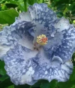 20 Silver White Hibiscus Seeds for Planting Hibiscus Flowers Plant Flower Seed Perennial Bloom