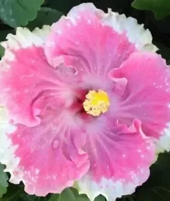 20 White Light Pink Hibiscus Seeds for Planting Hibiscus Flowers Plant Flower Seed Perennial Bloom