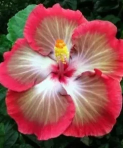 20 White Pink Red Hibiscus Seeds for Planting Hibiscus Flowers Plant Flower Seed Perennial Bloom