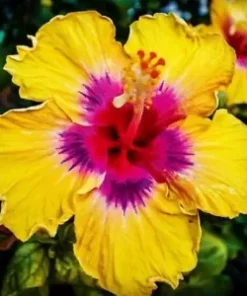 20 Yellow Pink Hibiscus Seeds for Planting Flower Perennial Flower Tropical Seed