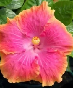 20 Yellow Pink Hibiscus Seeds for Planting Hibiscus Flowers Plant Flower Seed Perennial Bloom