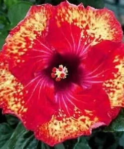 20 Yellow Red Hibiscus Seeds for Planting Hibiscus Flowers Plant Flower Seed Perennial Bloom