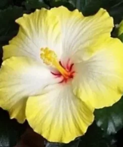 20 Yellow White Hibiscus Seeds for Planting Hibiscus Flowers Plant Perennial Flower Seed Bloom