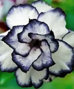 4 Black White Desert Rose Seeds for Planting for Planting Adenium Obesum Flower Perennial Exotic Seed