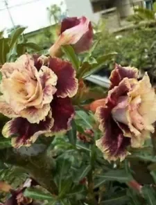 4 Cream Maroon Desert Rose Seeds for Planting Adenium Obesum Flowers Perennial Flower