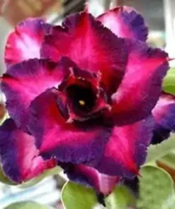 4 DBL Dark Purple Pink Desert Rose Seeds for Planting Adenium Obesum Flower Perennial Seed