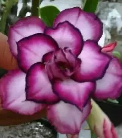 4 DBL White Purple Desert Rose Seeds for Planting Adenium Obesum Flower Perennial Seed