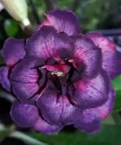 4 Dark Purple Pink Desert Rose Seeds for Planting Adenium Obesum Flower Exotic Garden